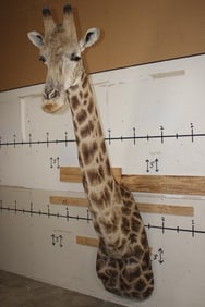 Big GIRAFFE Shoulder Mount