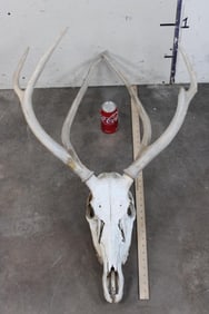 *TEXAS RESIDENTS ONLY* PERE DAVID DEER Skull with All its Teeth