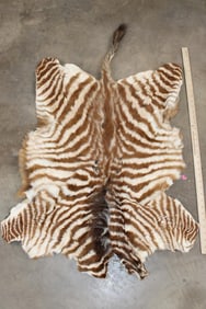 *Rarely Seen* Baby ZEBRA Hide
