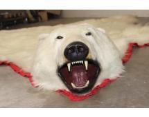 POLAR BEAR Rug with its Mounted Head and Red Felt and Canvas Backing