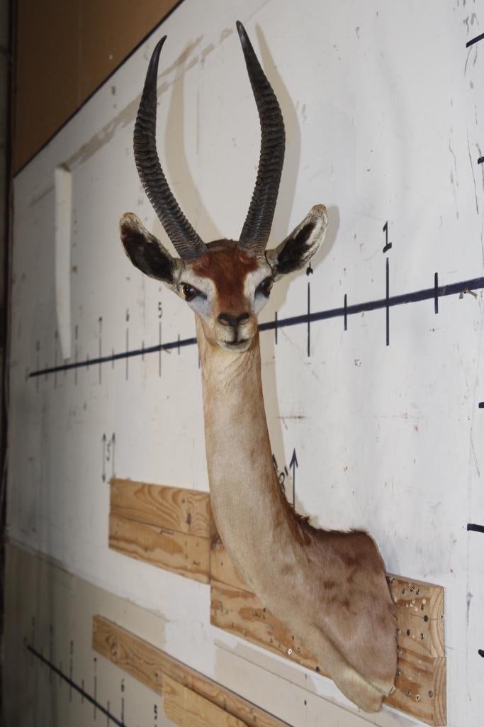 Big GERENUK Shoulder Mount (1 of 11)