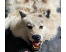 Beautiful Felted ARTIC WOLF Rug with its Big Mounted Head