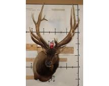 XXL Massive 16-Point ELK BULL Shoulder Mount