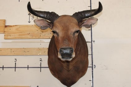 *TEXAS RESIDENTS ONLY* BANTENG Shoulder Mount