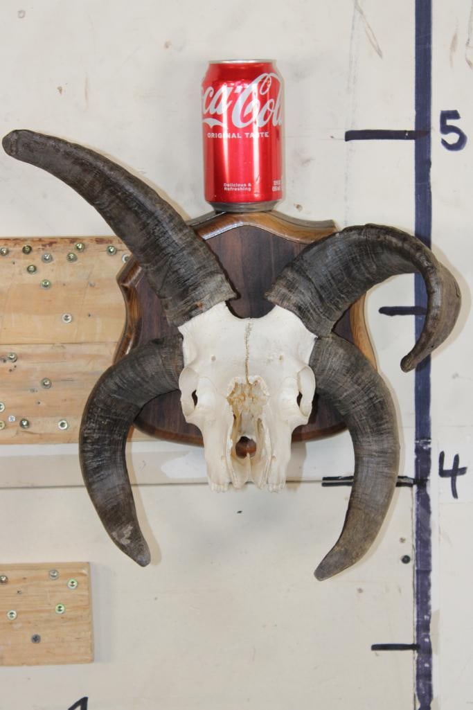 4 Horned JACOB'S SHEEP Skull on a Wooden Plaque: 4 Horned JACOB'S SHEEP Skull on a Wooden Plaque. It has All its Teeth and some nose damage. Jacob sheep typically have 4 horns. It is a genetic trait called "polycerate" or having multiple horns which
