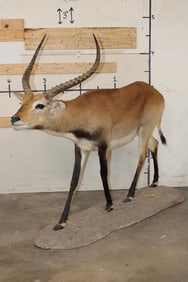 Life-sized KAFUE LECHWE on a Natural Looking Base