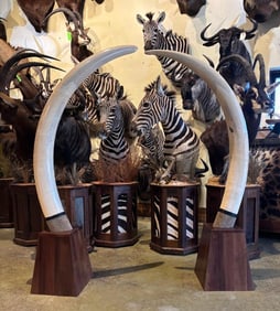 *TEXAS RESIDENTS ONLY* Massive Set of ELEPHANT IVORY TUSKS on Walnut Pedestals, 155 lbs of IVORY!