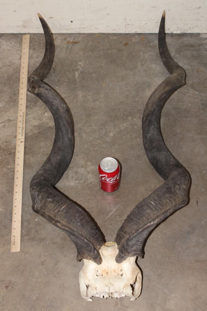 KUDU Skull Cap (1 of 4)