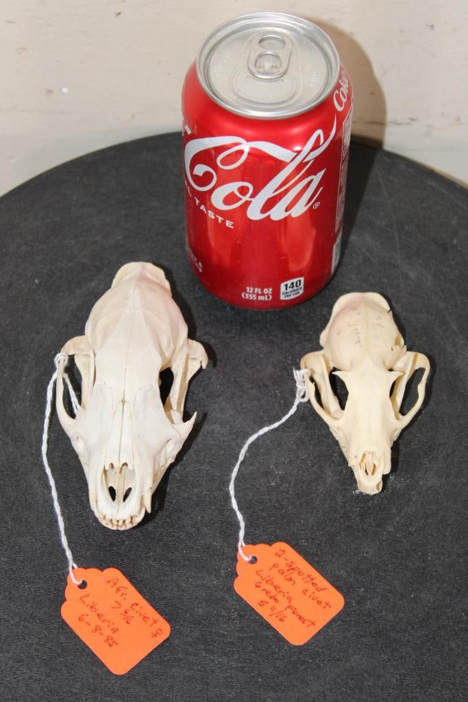 (2) Skulls. An African CIVET CAT Skull and a 2 SPOTTED PALM CIVET CAT Skull (ONE$) (1 of 9)