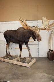 Massive Life-sized MOOSE with a XXL Double Shovel Reproduction Removable Rack