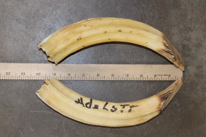 (2) Big HIPPO IVORY Tusks (ONE$)