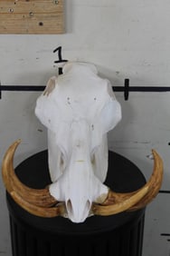 WARTHOG Skull with Reproduction Tusks