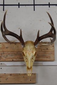 9-Point WHITETAIL DEER Skull