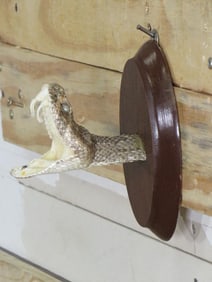 Western Diamondback Rattlesnake Head with 3 Fangs on a Wood Plaque