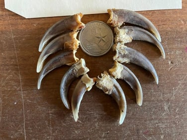 10 XL North American BADGER CLAWS