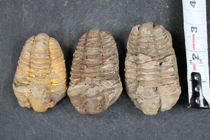 3 TRILOBITE Fossils From Morocco (ONE$)