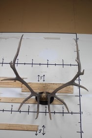 12-Point ELK Horns on a Wooden Plaque