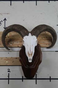 AOUDAD Skull Mounted on a Nice Wooden Wall Pedestal