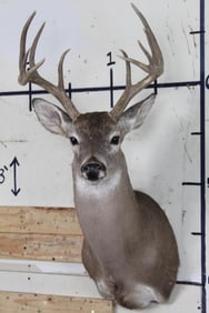 10-Point WHITETAIL DEER Shoulder Mount