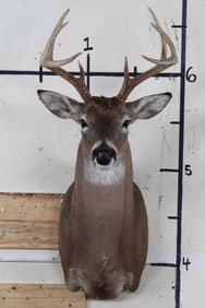 8-Point WHITETAIL DEER Shoulder Mount