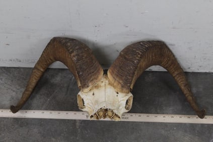 BIG HORN SHEEP Skull Cap with Removable Horns
