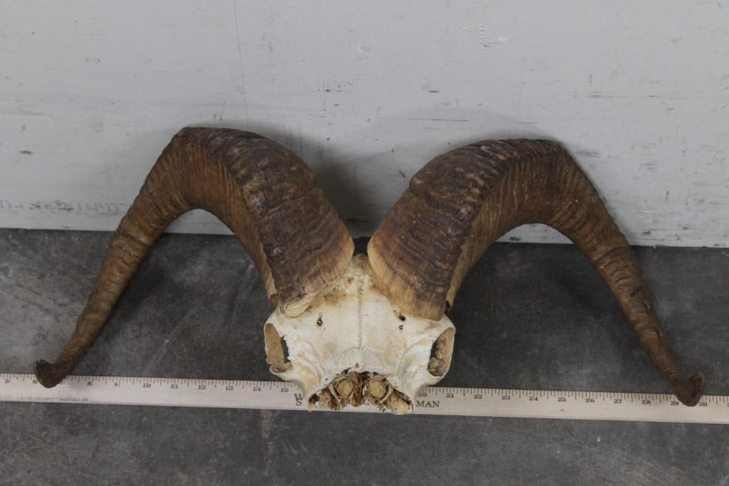 BIG HORN SHEEP Skull Cap with Removable Horns (1 of 5)