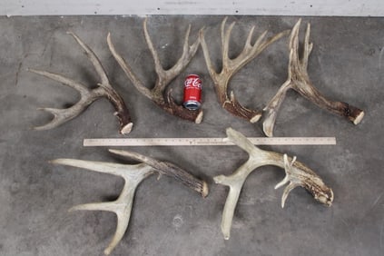 6 WHITETAIL DEER Antler Sheds for (ONE$)