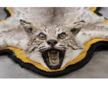 Felted BOBCAT Rug with its Mounted Head