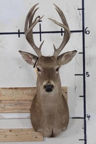 12-Point WHITETAIL DEER Shoulder Mount