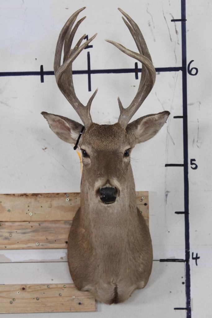12-Point WHITETAIL DEER Shoulder Mount (1 of 11)