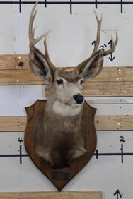 9-Point MULE DEER Shoulder Mount on a Wooden Plaque