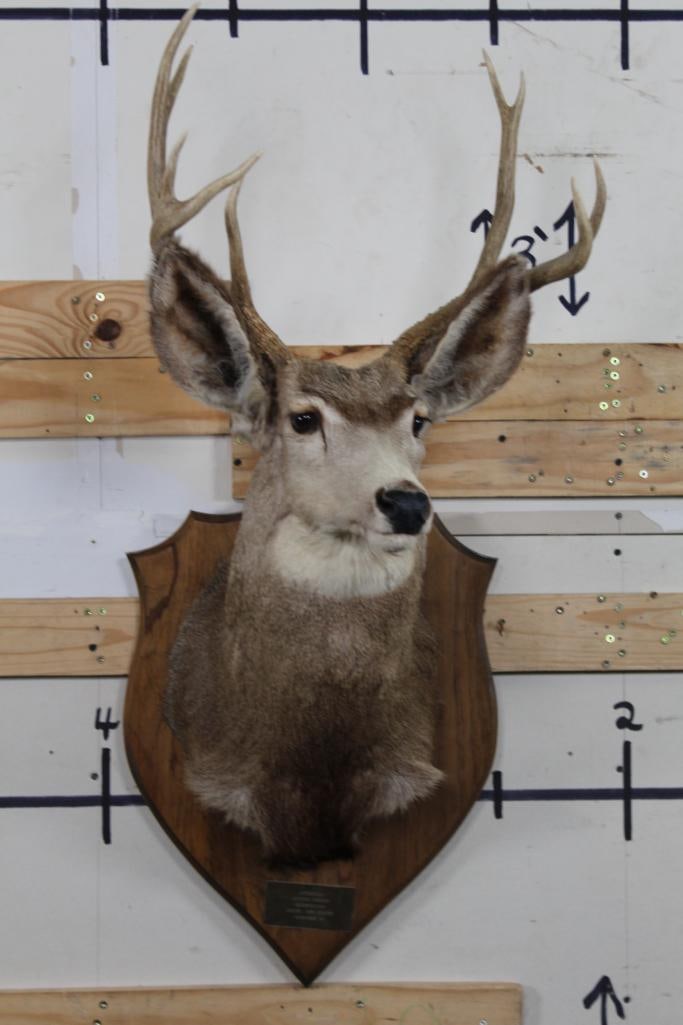 9-Point MULE DEER Shoulder Mount on a Wooden Plaque (1 of 9)