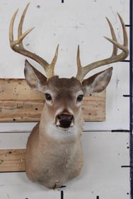 8-Point WHITETAIL DEER Shoulder Mount