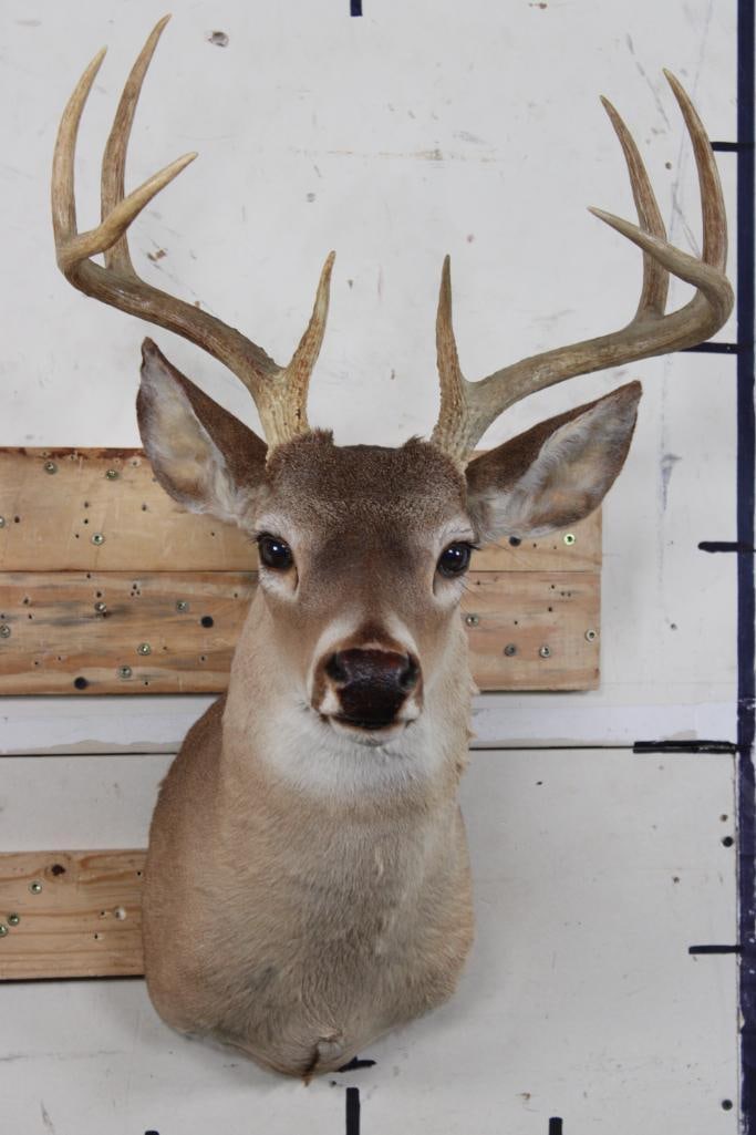 8-Point WHITETAIL DEER Shoulder Mount (1 of 11)