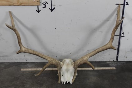 Tule ELK Antlers on Skull Cap