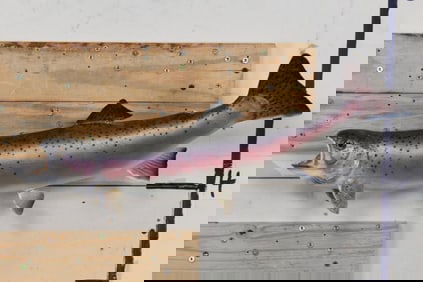 Real Skin RAINBOW TROUT Fish Mount
