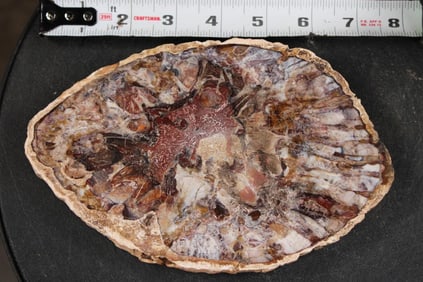 Hand Polished PETRIFIED WOOD Slice from Madagascar