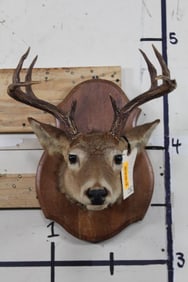 8-Point WHITETAIL DEER Head Mounted on a Wood Plaque