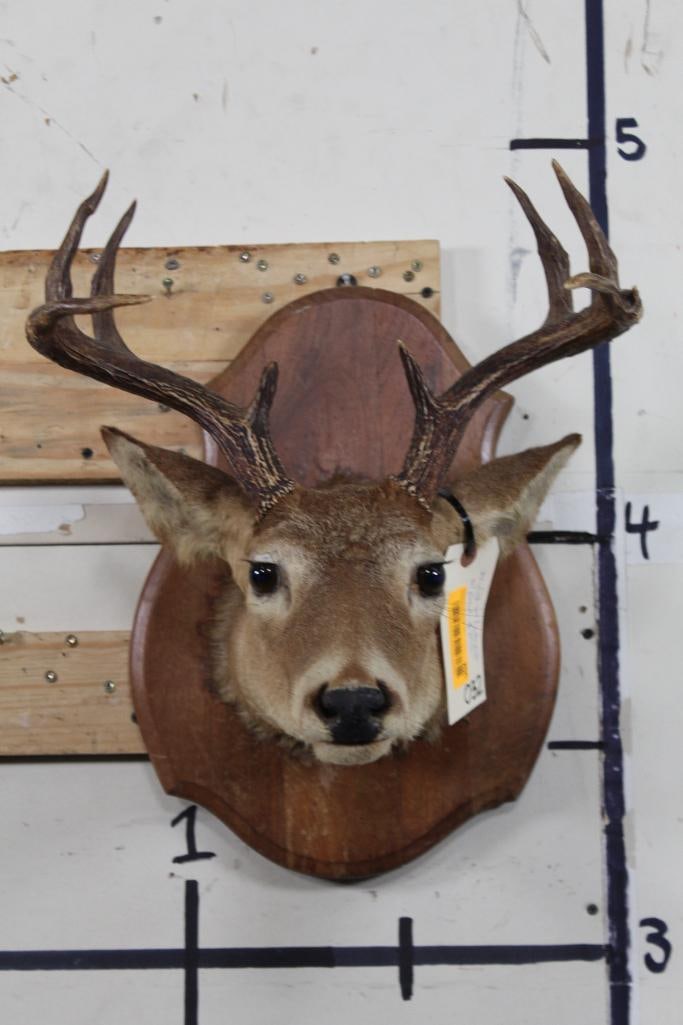 8-Point WHITETAIL DEER Head Mounted on a Wood Plaque (1 of 8)