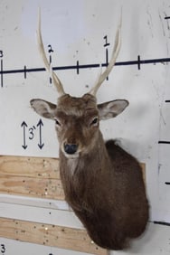 SIKA DEER Shoulder Mount
