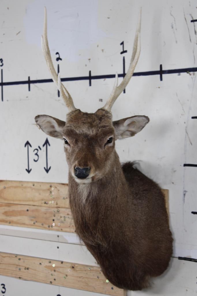 SIKA DEER Shoulder Mount (1 of 10)