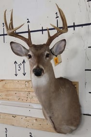 9-Point WHITETAIL DEER Shoulder Mount