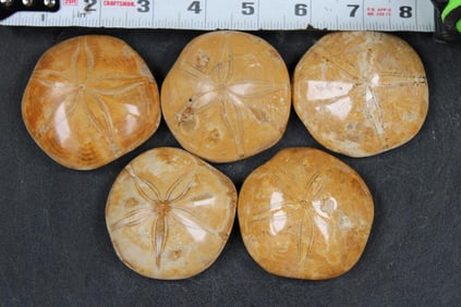 5 SEA URCHIN Fossils (ONE$)