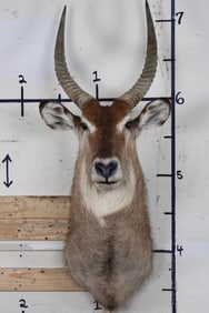 WATERBUCK Shoulder Mount