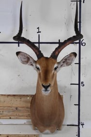 IMPALA Shoulder Mount