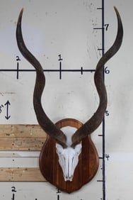 KUDU Skull on a Wooden Plaque