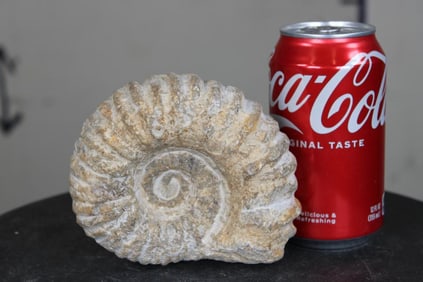 AMMONITE Fossil from Madagascar