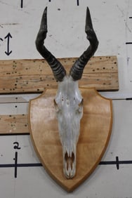 HARTEBEEST Skull on a Wooden Plaque