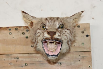 BOBCAT Shoulder Mount or Head Mount
