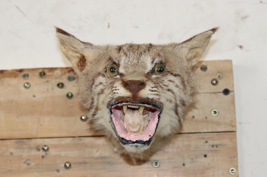 BOBCAT Shoulder Mount or Head Mount: Old Derby BOBCAT Shoulder Mount or Head Mount in Good Condition for its age. Look at that face only a mother could love! It measures approx. 6.5" Tall x 7" Wide x 6.5" Depth from wall and Weighs: 1 lb